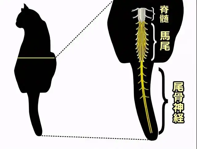 扯猫尾(扯猫尾巴上炕下一句)