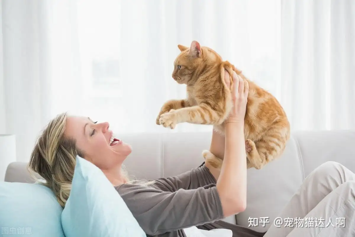 怎么确定猫咪认主人了(怎么确定猫咪认主人了还是主人)