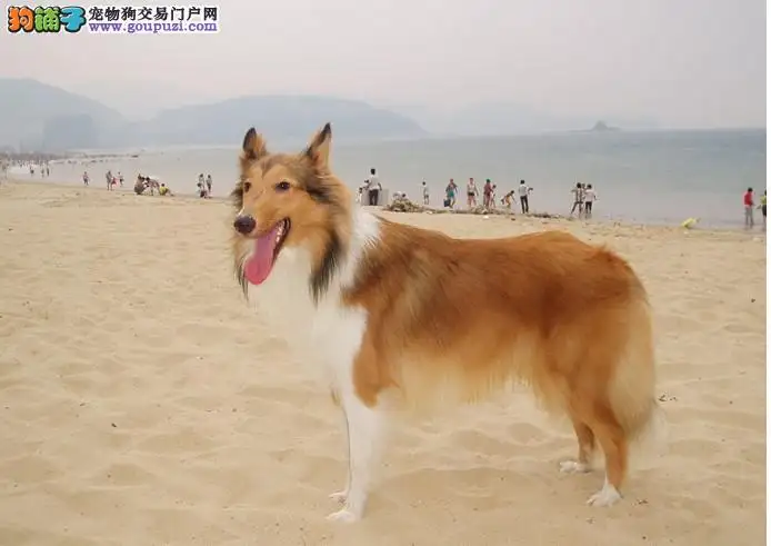 苏格兰牧羊犬价格(苏格兰牧羊犬价格一览表)