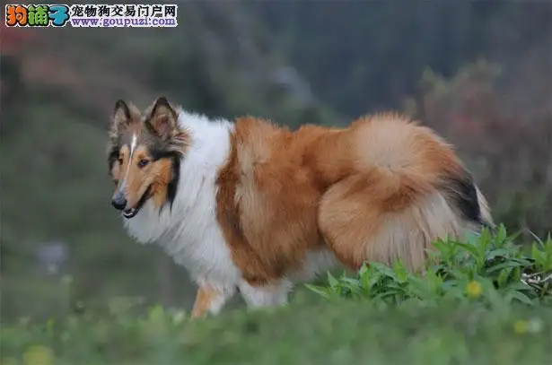 苏格兰牧羊犬价格(苏格兰牧羊犬价格一览表)