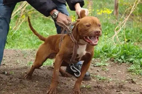 比特犬vs土佐(比特犬vs土佐犬)