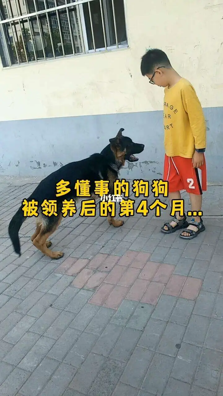 日狗狗的两种方法的简单介绍