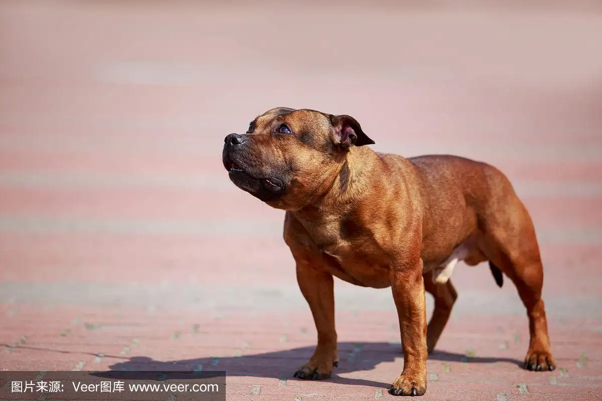 斯塔福梗犬(斯塔福梗犬多少钱一只)