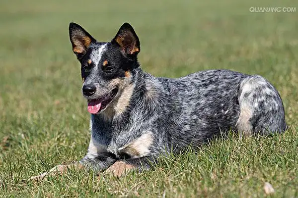 澳洲牧牛犬(澳洲牧牛犬多少钱一只)