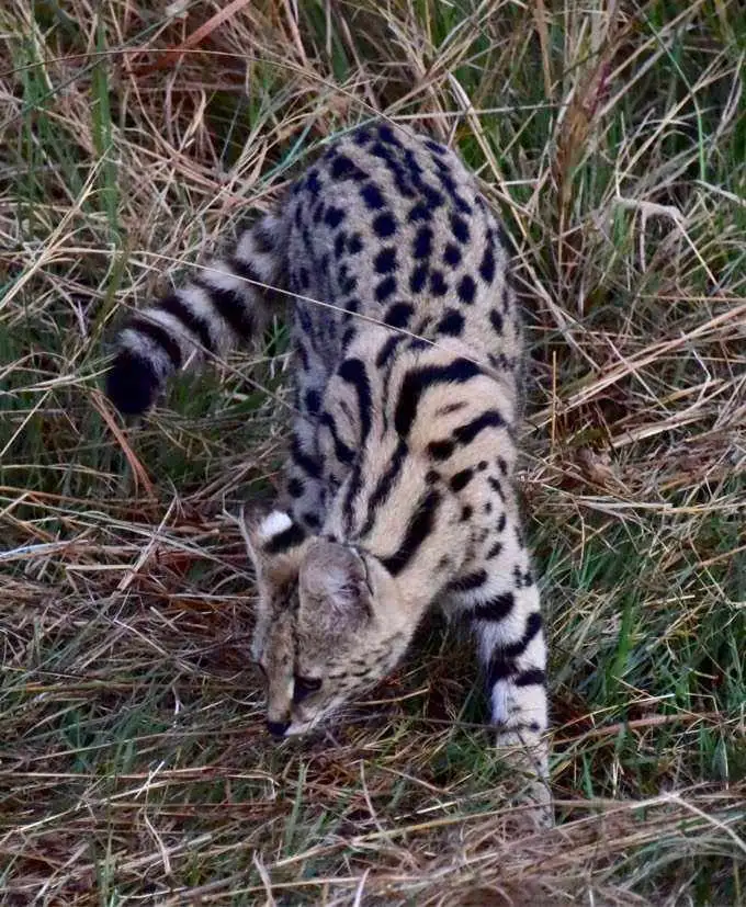 野猫驯养(魏承译野猫驯养)