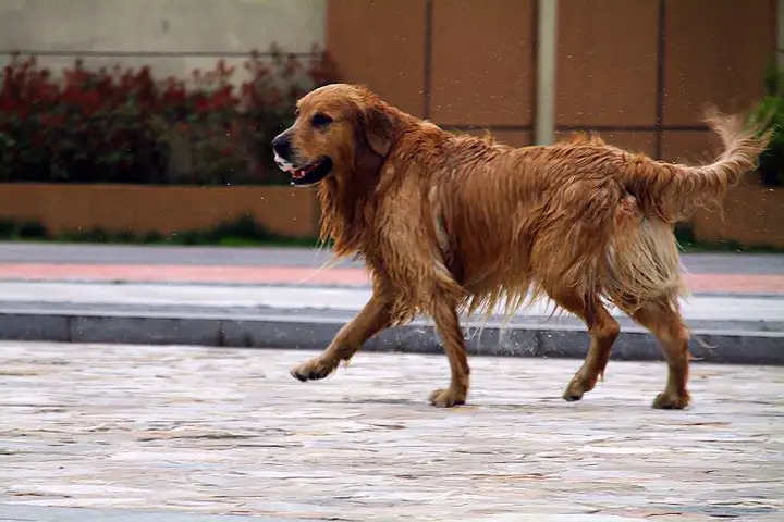 金毛寻回犬(金毛寻回犬价格多少钱一只)