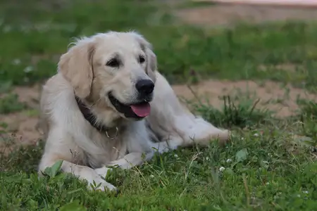 金毛寻回犬(金毛寻回犬价格多少钱一只)