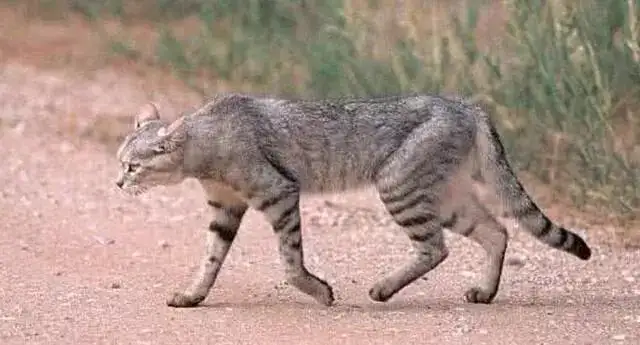 野猫驯养(魏承译野猫驯养)