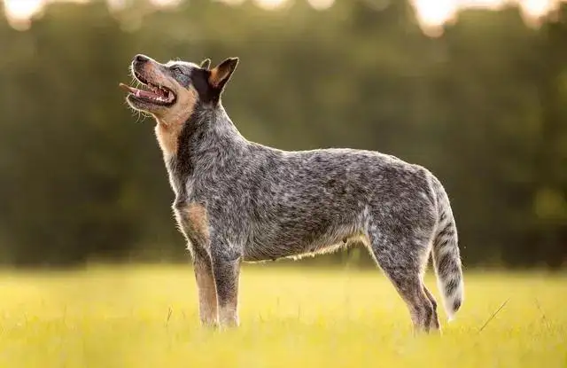 澳洲牧牛犬(澳洲牧牛犬多少钱一只)