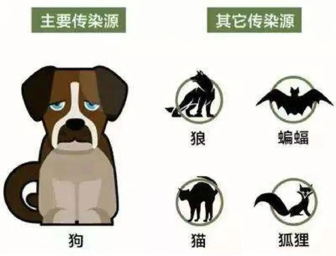 猫狂犬病(猫狂犬病症状初期征兆)