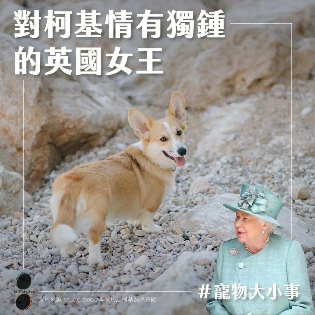 英国女王的狗(英国女王的狗名字)