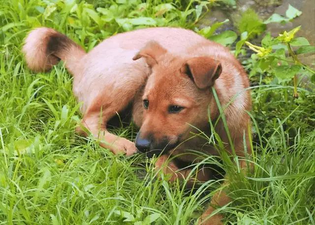 草狗(草狗啥意思)