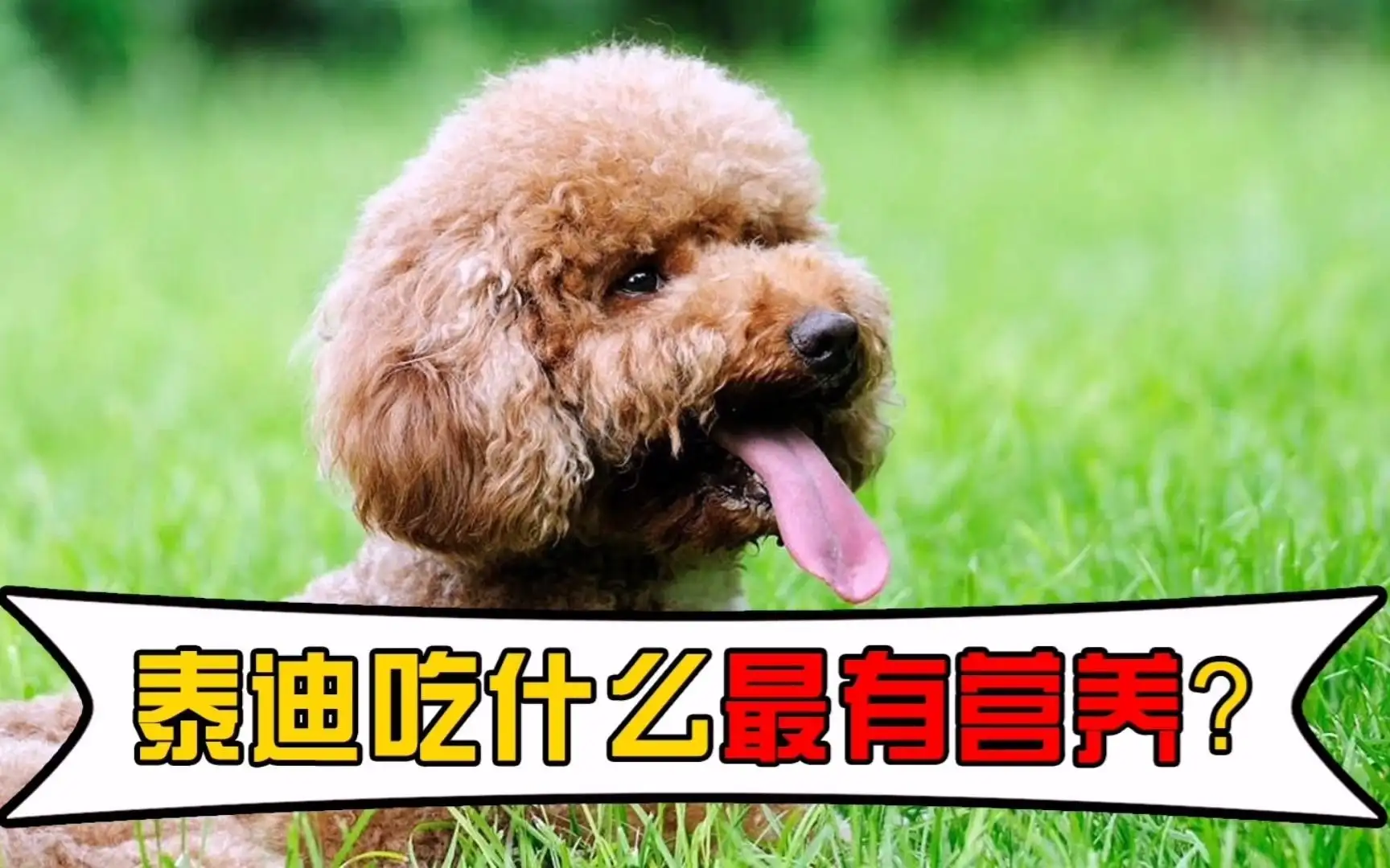 贵宾犬吃什么(贵宾犬吃什么狗粮好)