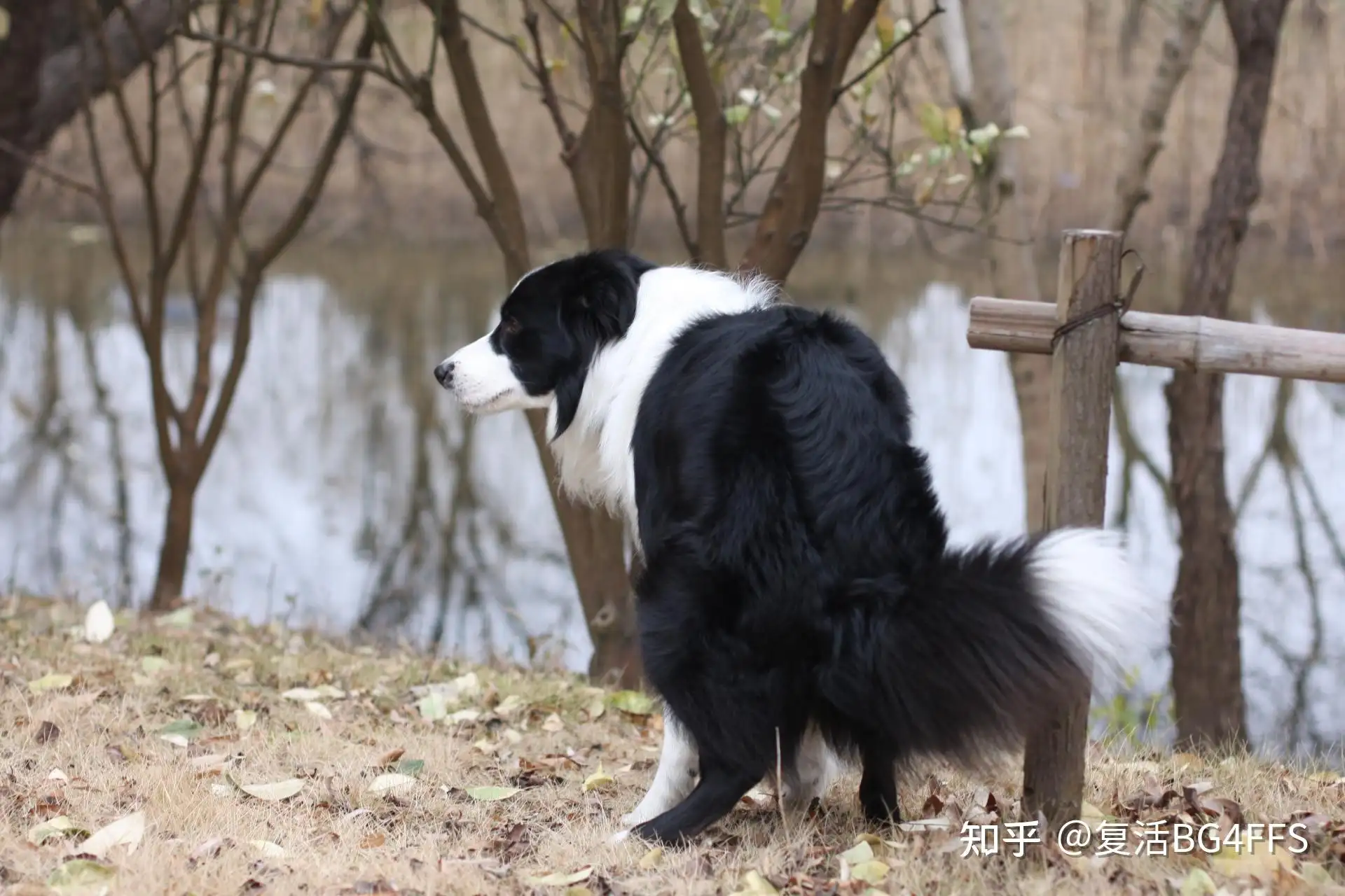 边境牧羊犬好养么(边境牧羊犬好处和坏处)