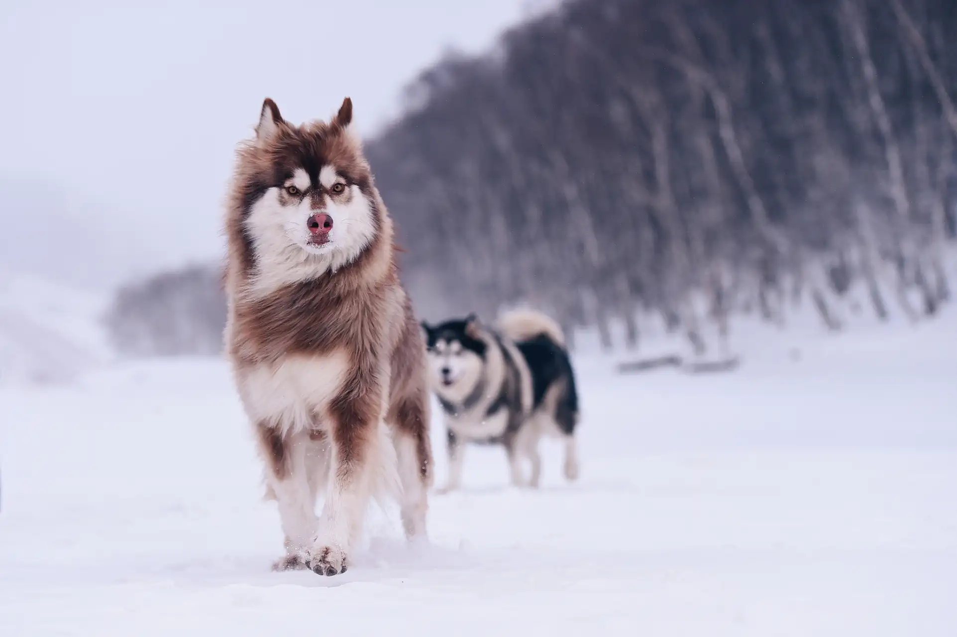 阿拉斯加雪橇犬吃什么(阿拉斯加雪橇犬吃什么东西好)