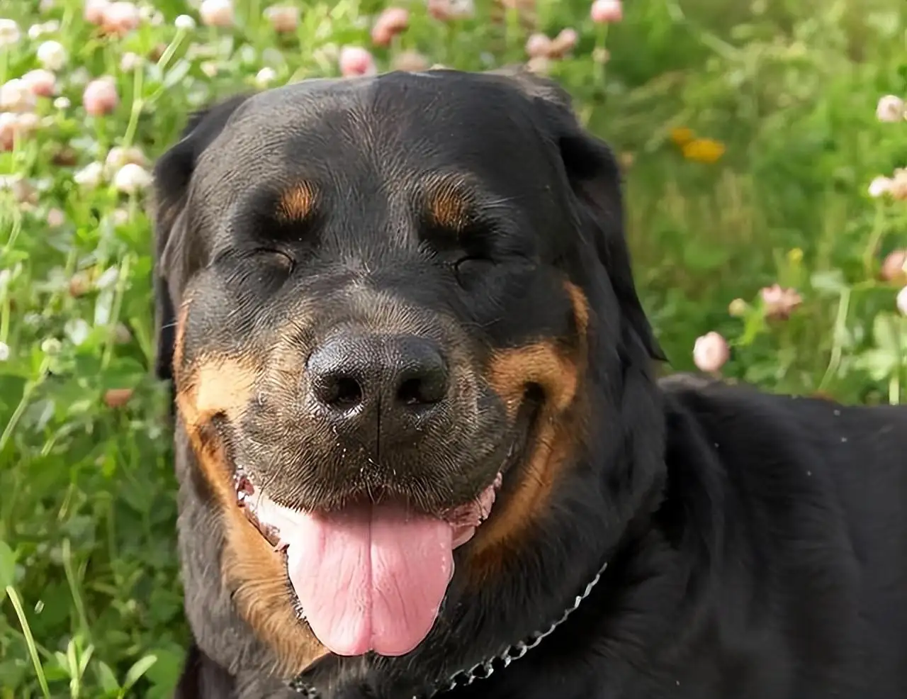 罗威纳犬图片(罗威纳犬图片 警犬)