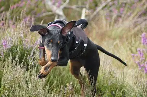 曼彻斯特梗(曼彻斯特梗犬什么价格)