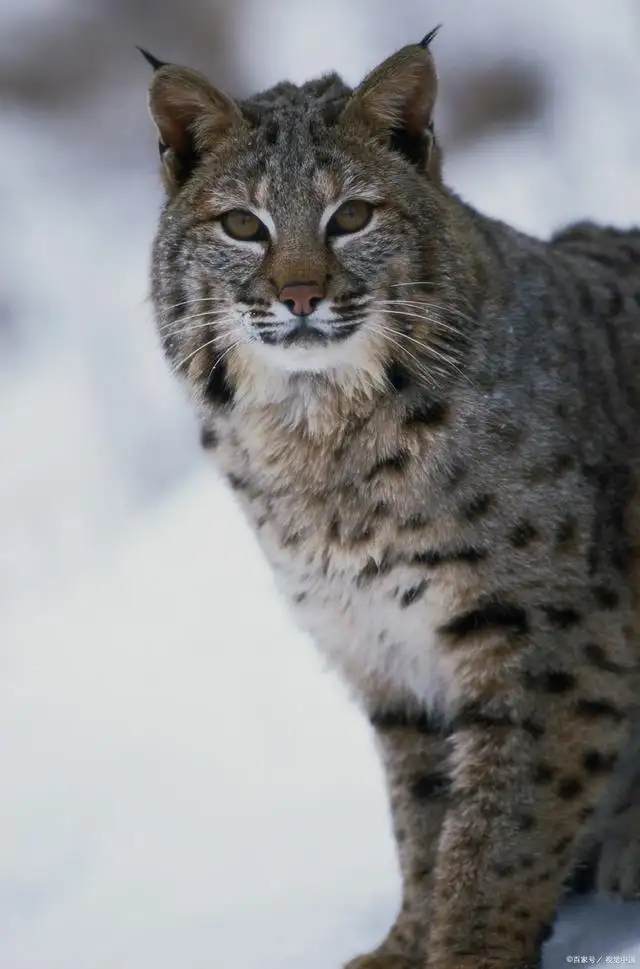 野猫驯养法(野猫驯养法小说讲的什么)