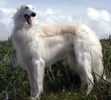 苏俄牧羊犬(苏俄牧羊犬多少钱)