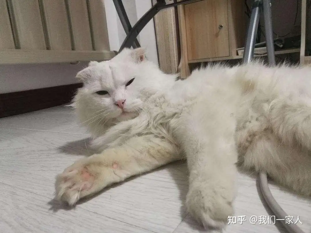 折耳猫遗传病(折耳猫遗传病是什么病)