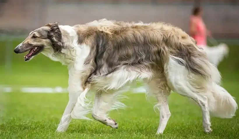 苏俄牧羊犬(苏俄牧羊犬多少钱)