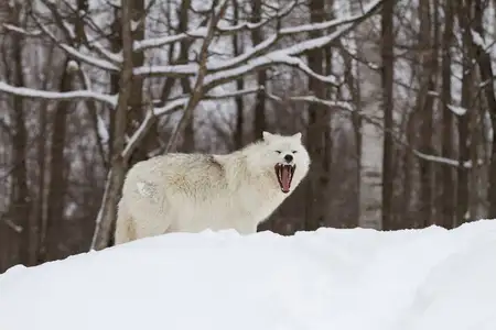 雪狼狗图片(雪狼狗价格多少钱)