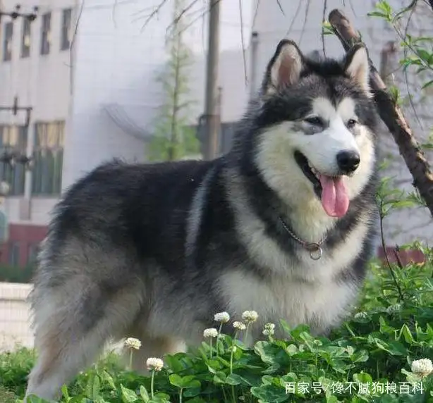 阿拉斯加犬好养吗(阿拉斯加犬好养吗?要怎么养?)