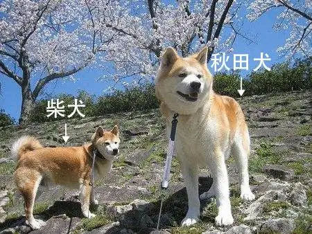 秋田犬和柴犬的区别(秋田犬和柴犬的区别照片)