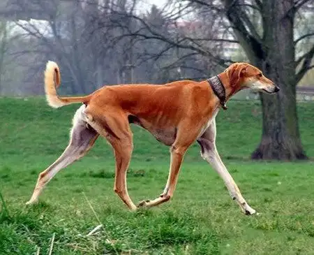 法老猎犬(法老猎犬价钱)