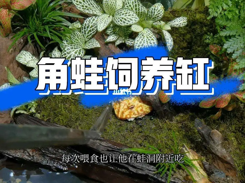 角蛙饲养(角蛙饲养盒布置)