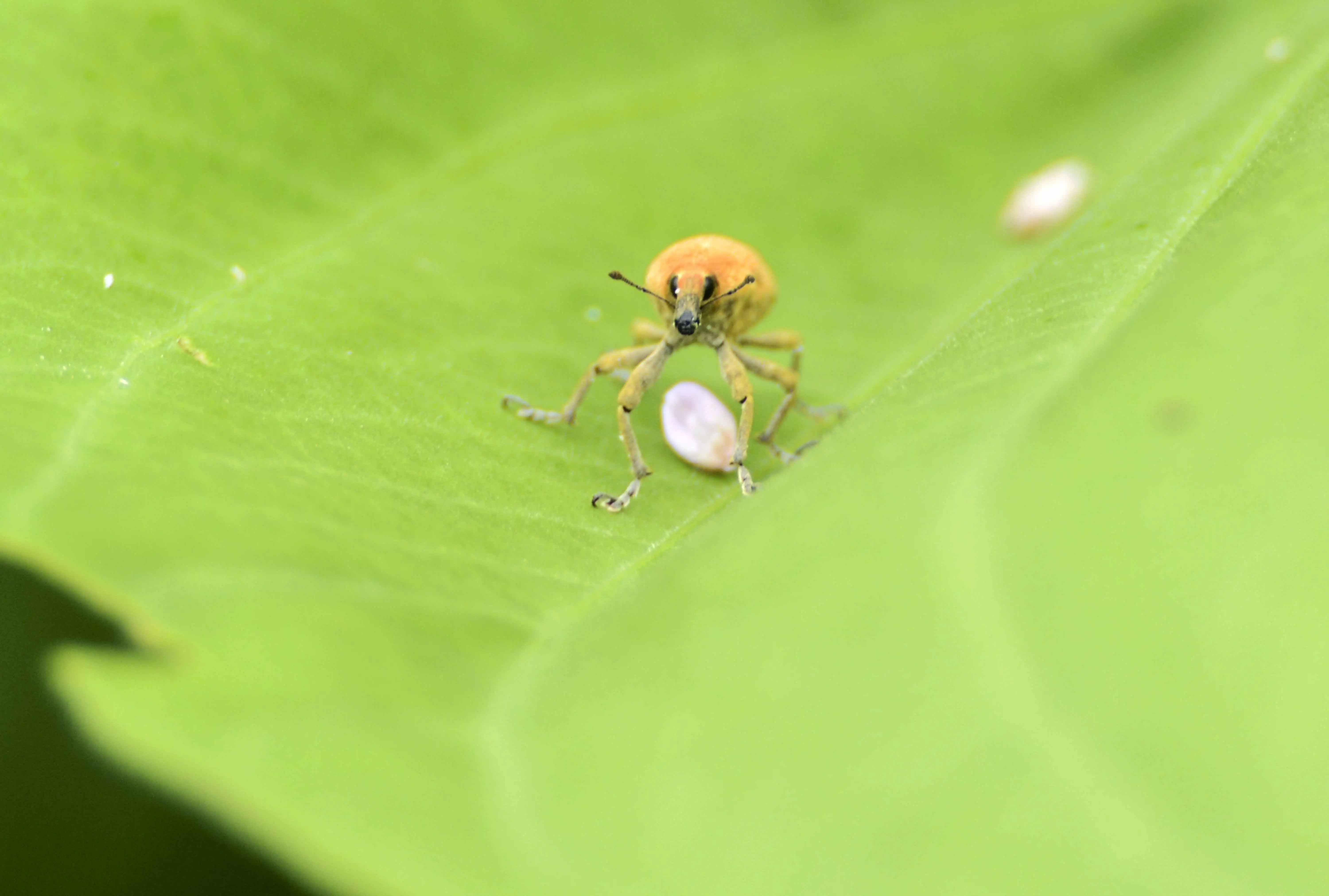 象鼻虫幼虫(象鼻虫幼虫吃什么)