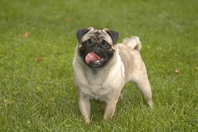 八哥犬(八哥犬多少一只)