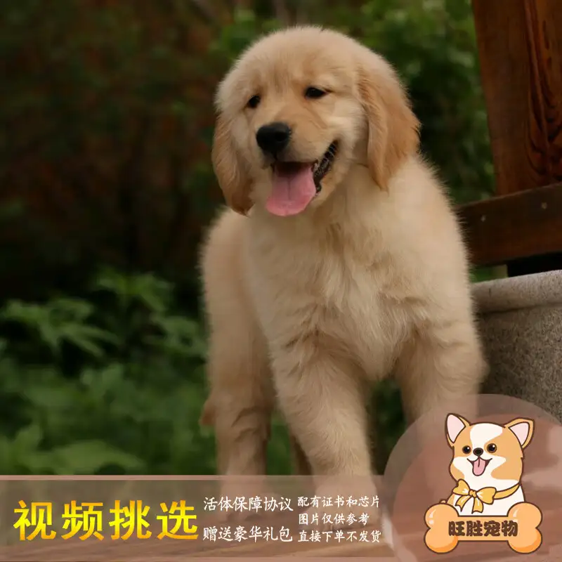 金毛寻回犬好养吗(金毛寻回犬好养吗?)