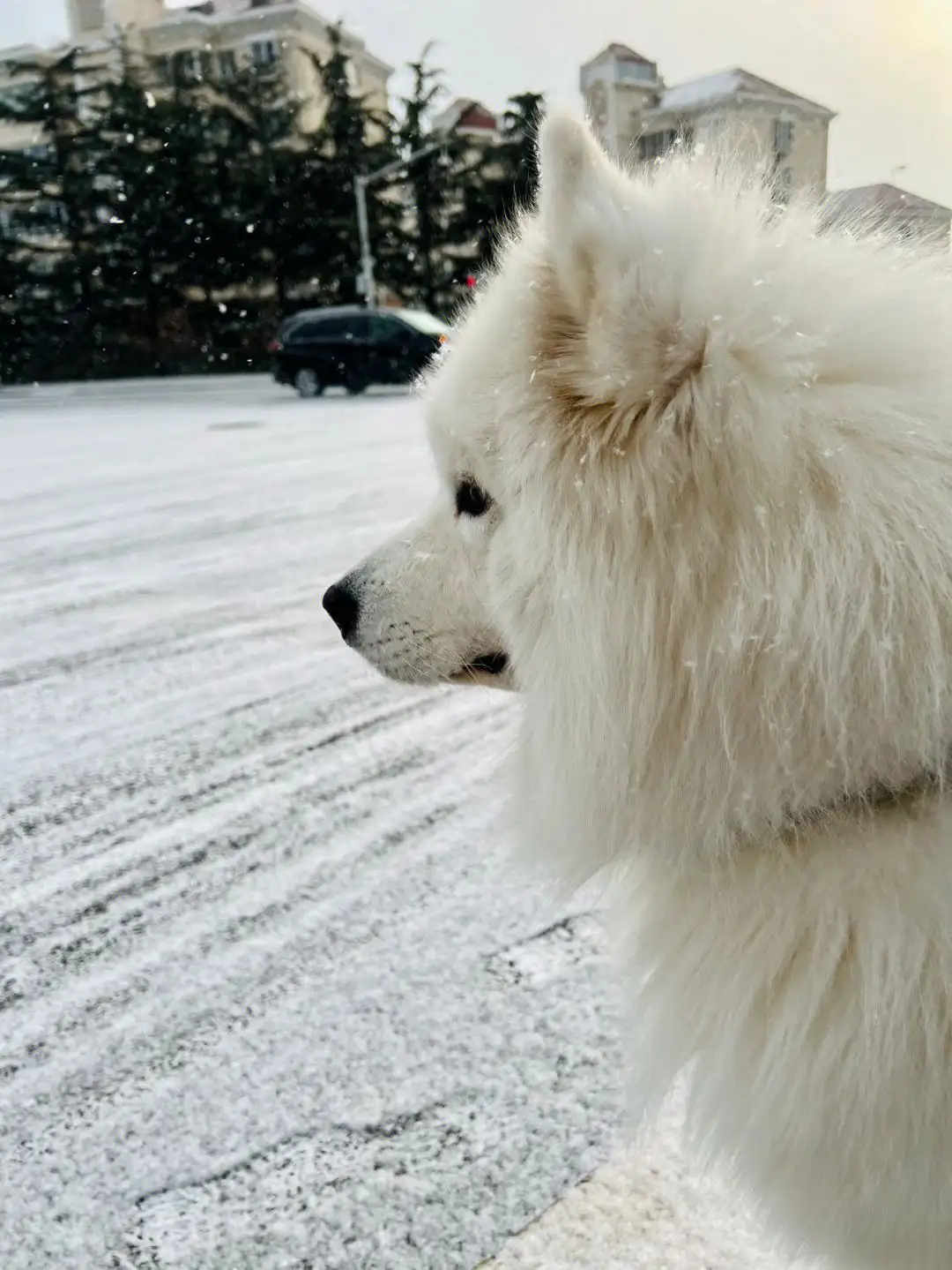 雪橇犬图片(阿拉斯加犬雪橇犬图片)