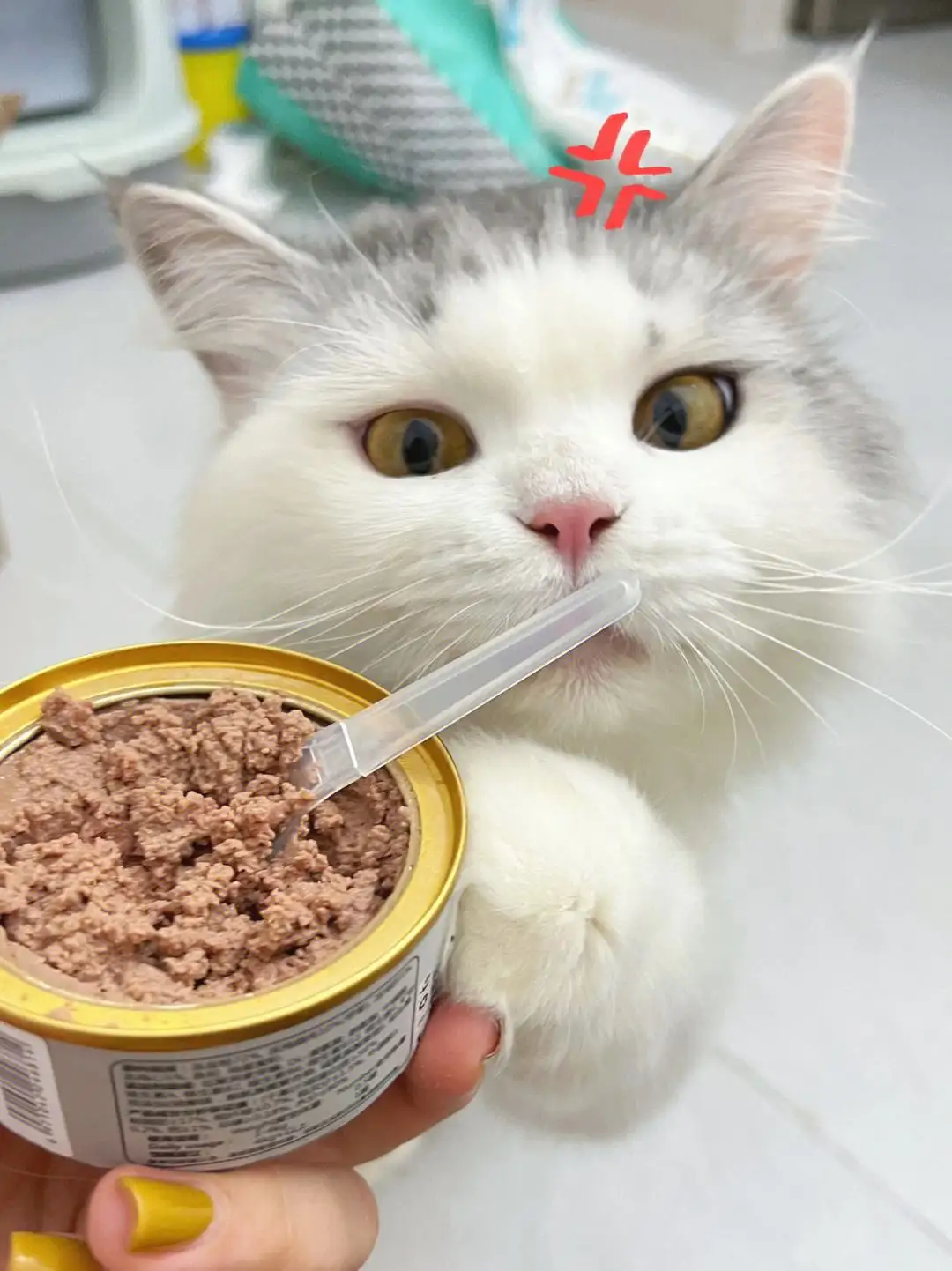 猫主食(猫主食罐头)