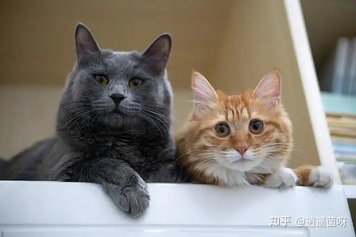 猫的寿命有多长(银渐层猫的寿命有多长)