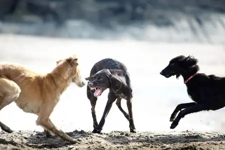 罗威纳犬打架(罗威纳犬打架厉害吗)