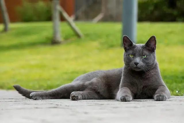 猫的特征和特点(大熊猫的特征和特点)