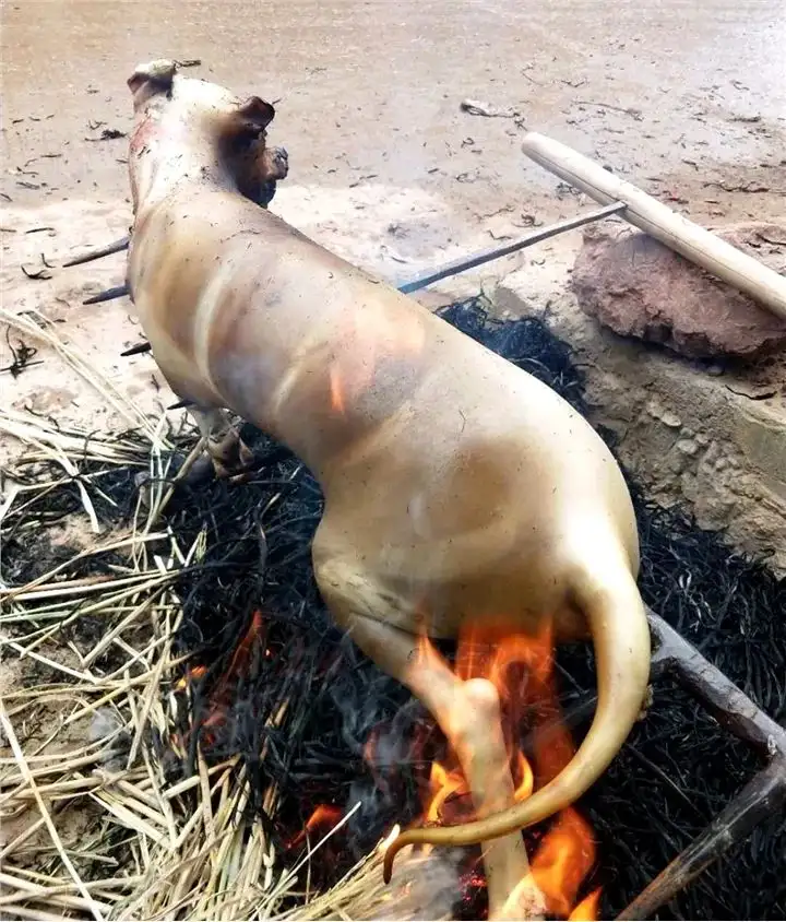 狗火(狗火腿肠人可以吃吗)