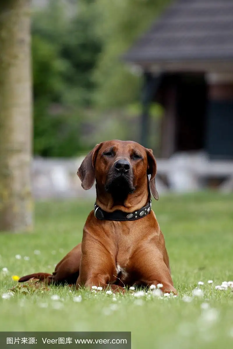 罗德西亚脊背犬(罗德西亚脊背犬出售)