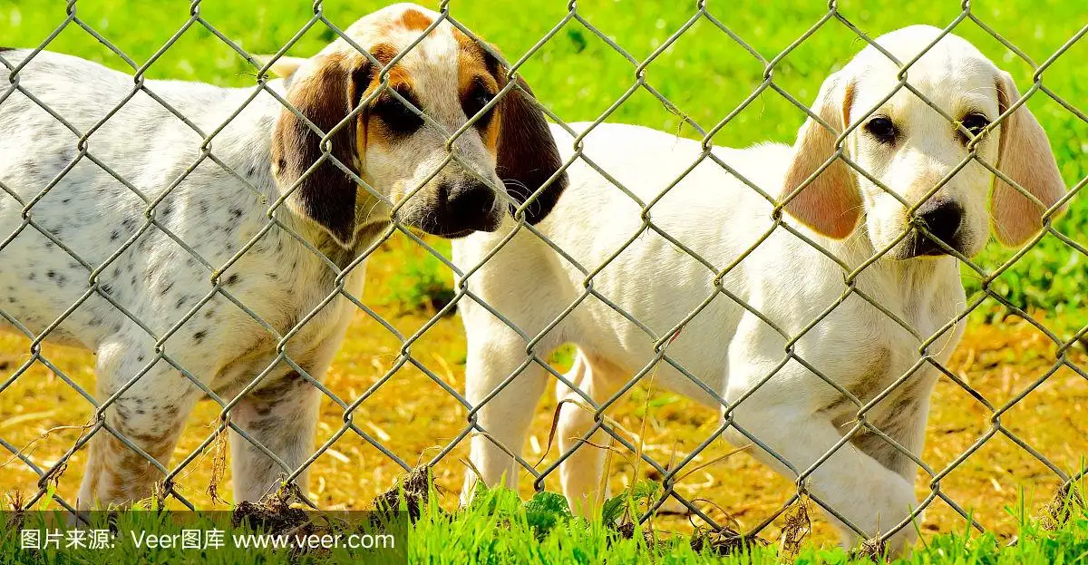 英国猎狐犬(英国猎狐犬的优缺点)