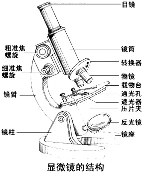 显微镜结构(显微镜结构图和名称和作用)