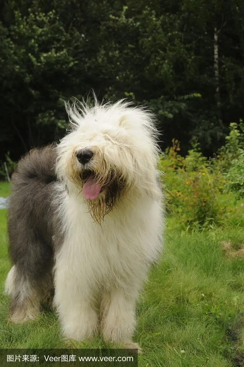 古代英国牧羊犬(古代英国牧羊犬多少钱一只)