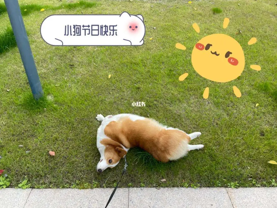 国际小狗日(国际犬类比赛)