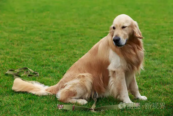 黄金猎犬(黄金猎犬是什么意思)