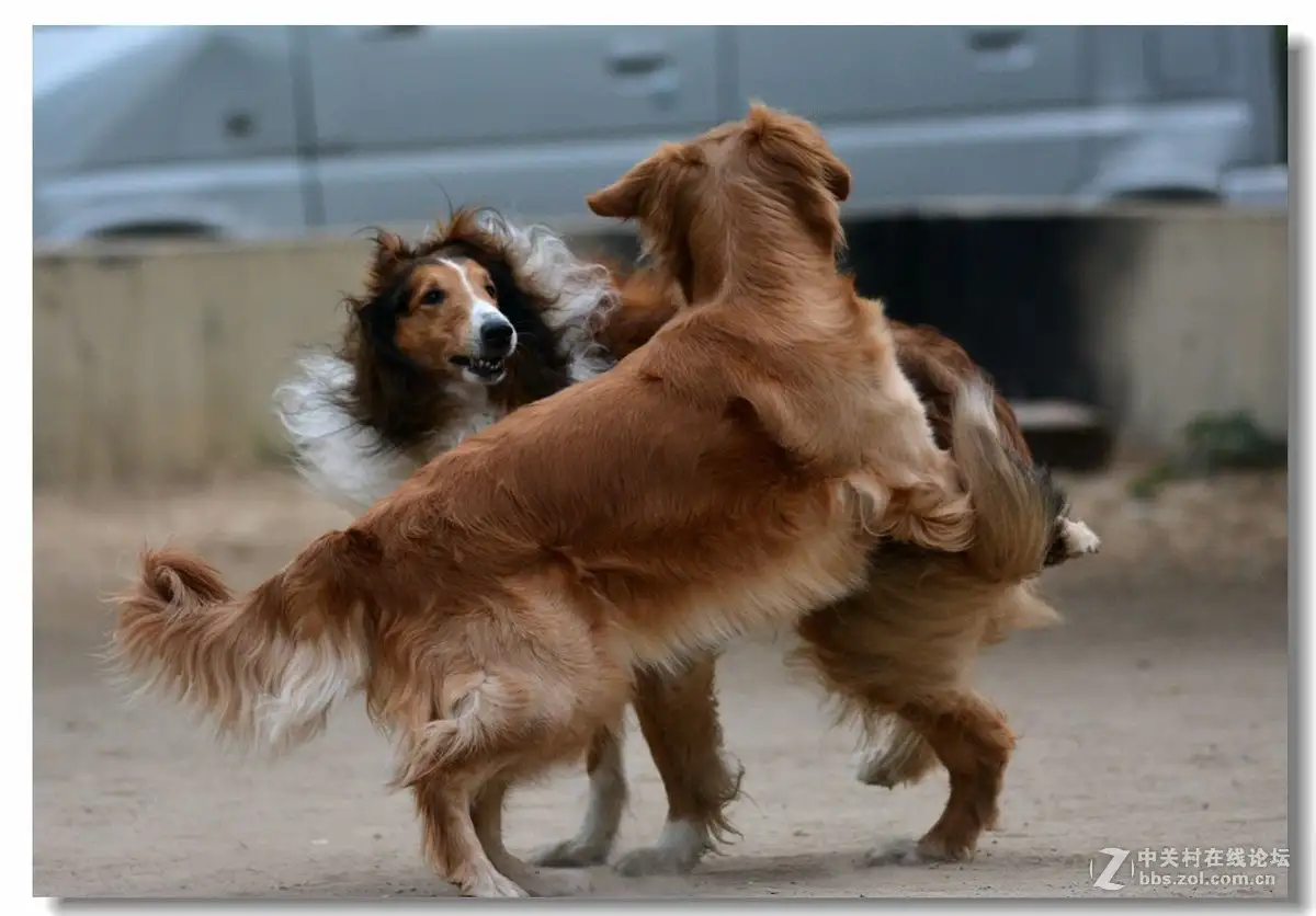 牧羊犬打架(德国牧羊犬打架)