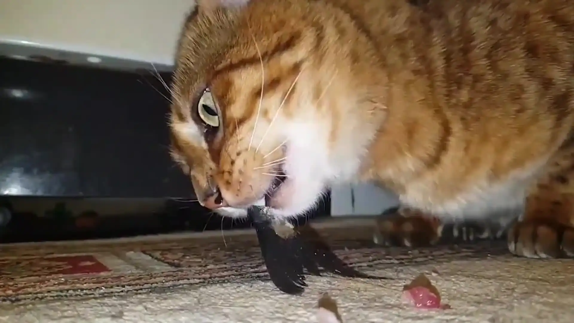 猫咪会被鱼刺卡住吗(猫咪会被鱼刺卡住吗视频)