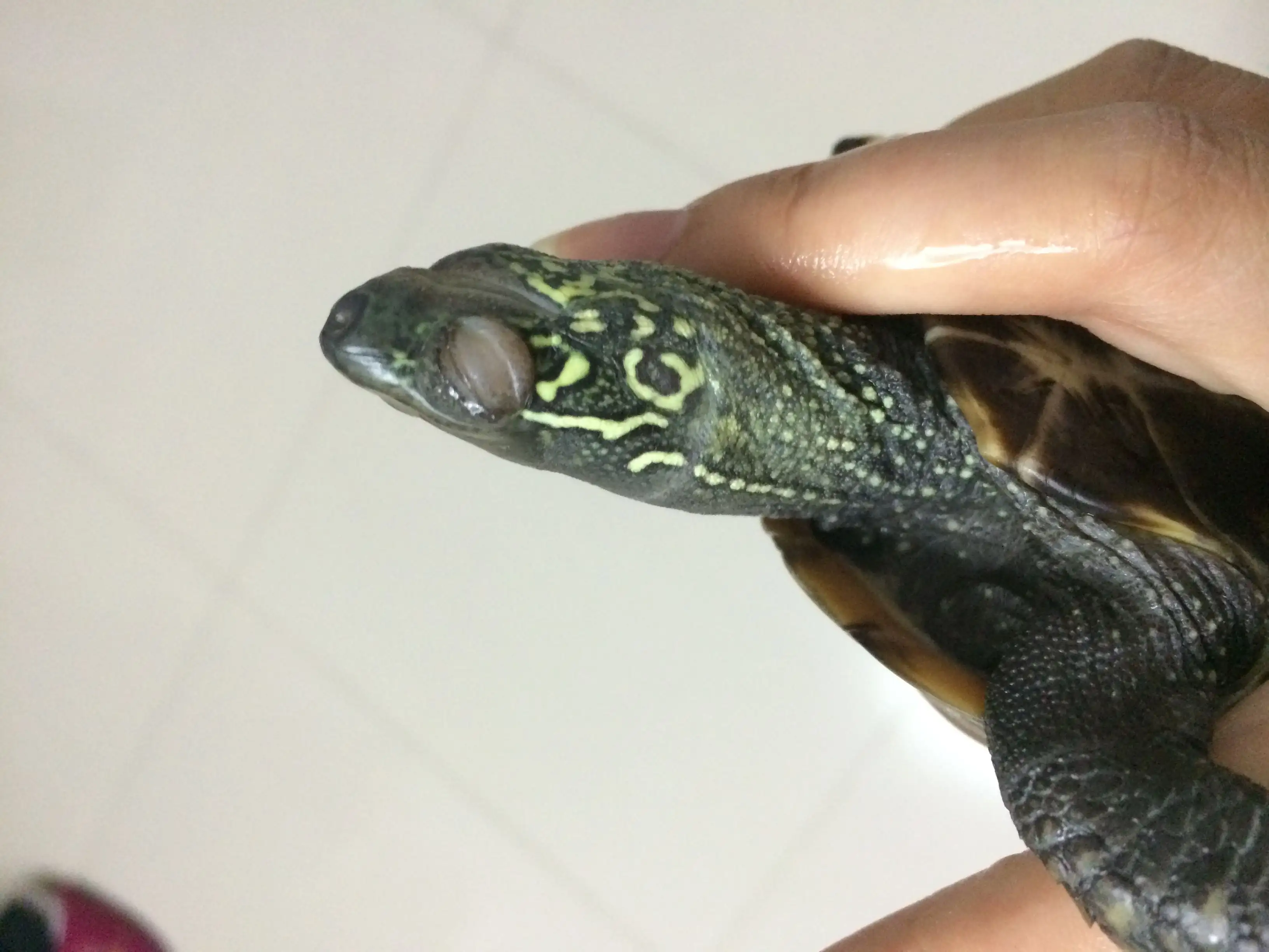 乌龟眼睛肿(乌龟眼睛肿的像水泡了睁不开怎么办)