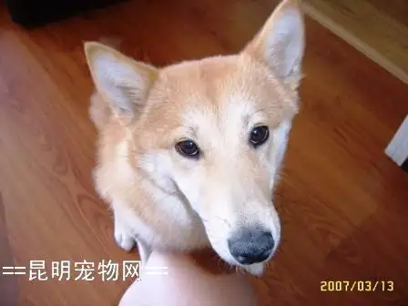 芬兰狐狸犬(芬兰狐狸犬的特性)