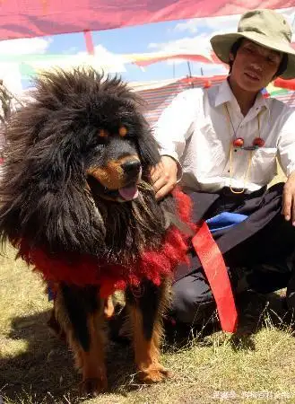 鬼面獒(鬼面獒秒杀比特犬)